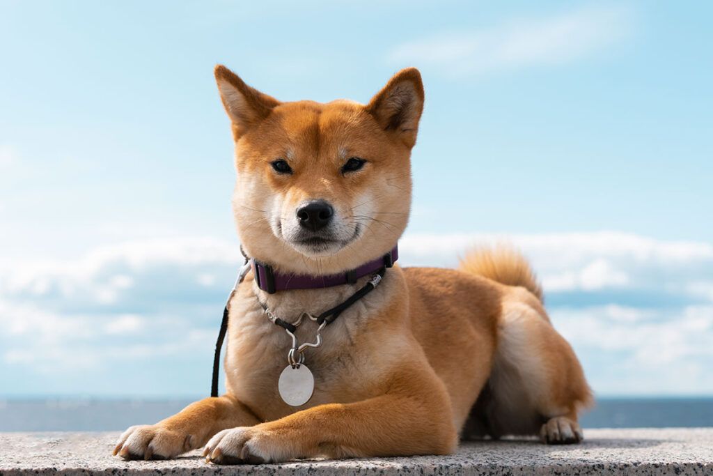 cachorro de Shiba inu