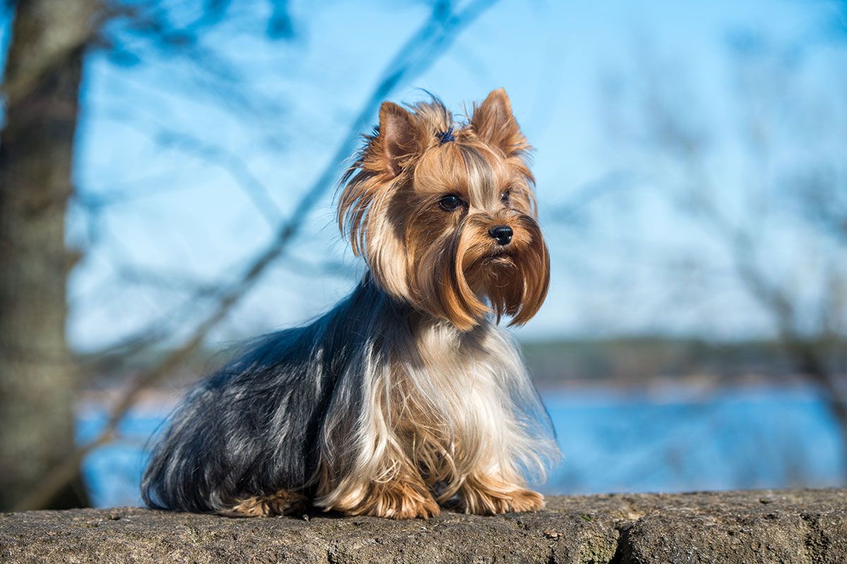 cachorro de Yorkshire terrier